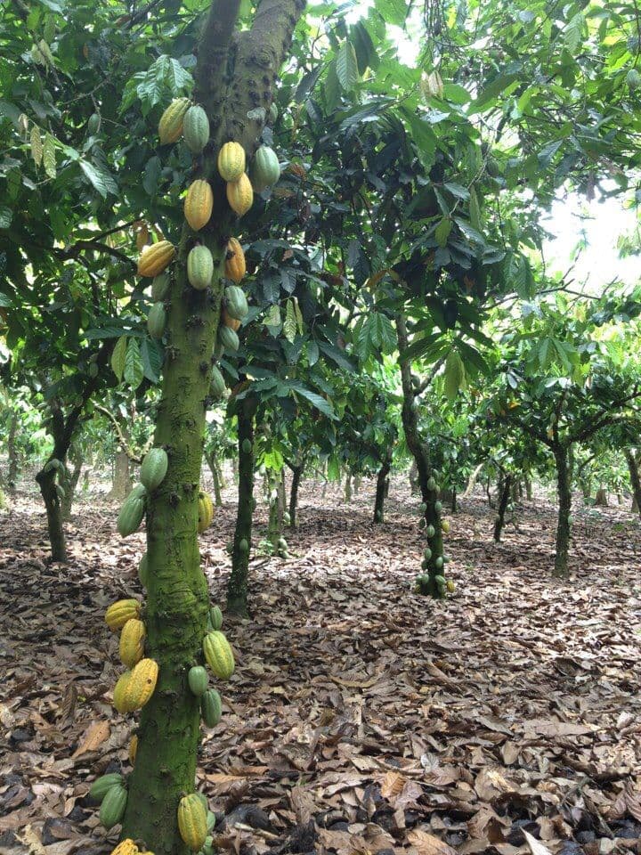 Plantation